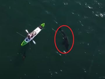 La terrorífica persecución de un tiburón blanco a un pescador que iba en kayak en Australia