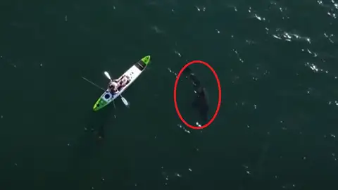 La terrorífica persecución de un tiburón blanco a un pescador que iba en kayak en Australia La terrorífica persecución de un tiburón blanco a un pescador que iba en kayak en Australia