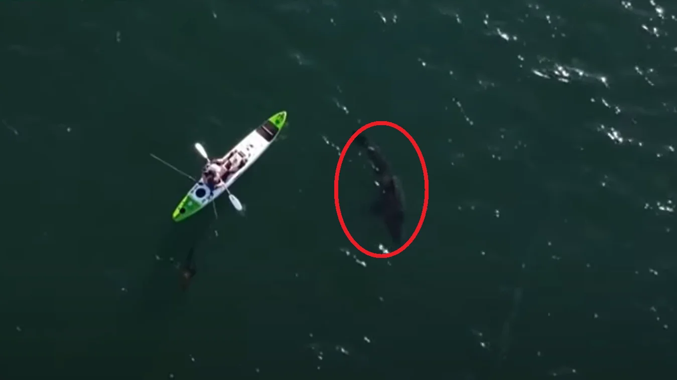 La terror&iacute;fica persecuci&oacute;n de un tibur&oacute;n blanco a un pescador que iba en kayak en Australia