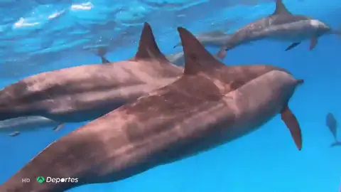 delfines delfines