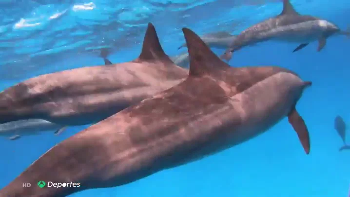 delfines delfines
