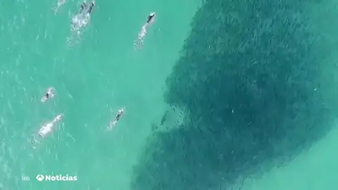 TIBURONES TIBURONES