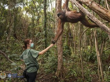 Karmele Llano, la &#39;Jane Goodall&#39; española que protege a los orangutanes: &quot;Te entienden con una mirada&quot;