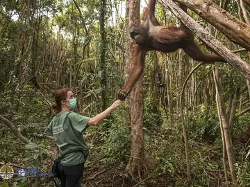 Karmele Llano, la 'Jane Goodall' española que protege a los orangutanes: "Te entienden con una mirada" Karmele Llano, la 'Jane Goodall' española que protege a los orangutanes: "Te entienden con una mirada"