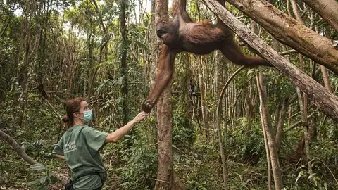 Karmele Llano, la 'Jane Goodall' española que protege a los orangutanes: "Te entienden con una mirada" Karmele Llano, la 'Jane Goodall' española que protege a los orangutanes: "Te entienden con una mirada"