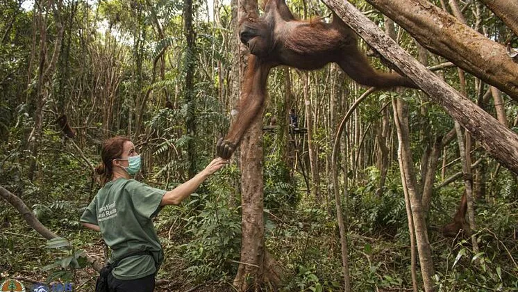 Karmele Llano, la 'Jane Goodall' espa&ntilde;ola que protege a los orangutanes: "Te entienden con una mirada"