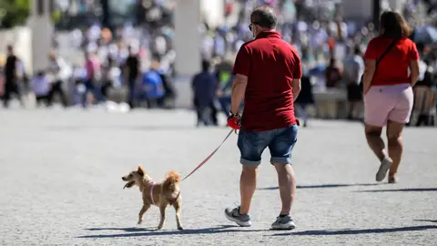 Estado de alarma: ¿Puedo sacar al perro por la noche? Estado de alarma: ¿Puedo sacar al perro por la noche?