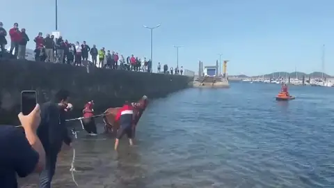 El espectacular rescate por mar de la vaca Ayla tras estar 7 días enriscada en un acantilado de Cantabria El espectacular rescate por mar de la vaca Ayla tras estar 7 días enriscada en un acantilado de Cantabria
