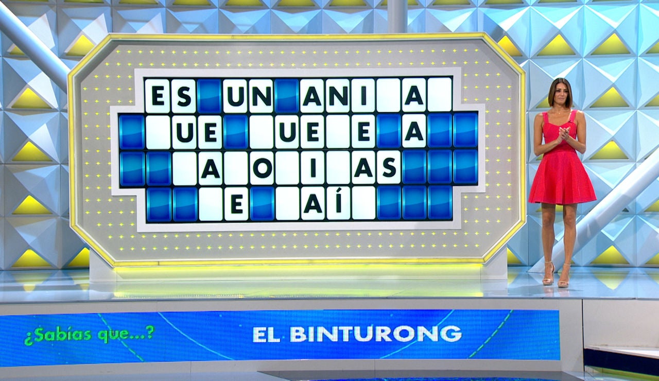 ¿Sabes qué es un binturong? ¡Descubre este especial animal con un olor único! ¿Sabes qué es un binturong? ¡Descubre este especial animal con un olor único!