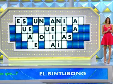 ¿Sabes qué es un binturong? ¡Descubre este especial animal con un olor único! ¿Sabes qué es un binturong? ¡Descubre este especial animal con un olor único!