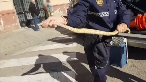Sorpresa en Valencia al encontrar a una pitón real en el interior de un restaurante; Sin lamentar ningún daño, el animal ha sido trasladado a un centro de acogida Sorpresa en Valencia al encontrar a una pitón real en el interior de un restaurante; Sin lamentar ningún daño, el animal ha sido trasladado a un centro de acogida