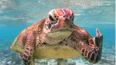 Fotografía ganadora del Comedy Wildlife Photography Awards 2020 Fotografía ganadora del Comedy Wildlife Photography Awards 2020