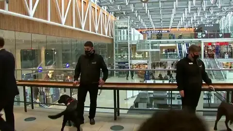 Los perros detectan las reacciones del organismo ante el coronavirus Los perros detectan las reacciones del organismo ante el coronavirus