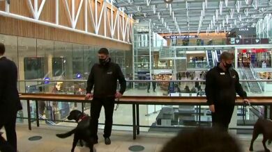 Los perros detectan las reacciones del organismo ante el coronavirus
