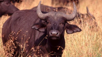 Búfalo (archivo)