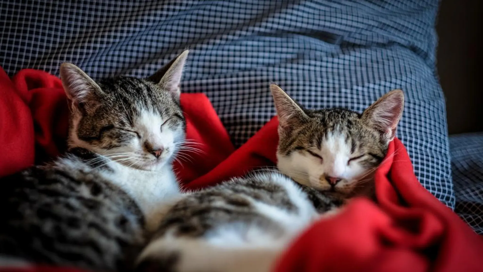 Día del Gato 2020: 10 curiosidades y cosas increíbles que hacen que amemos a estos felinos Día del Gato 2020: 10 curiosidades y cosas increíbles que hacen que amemos a estos felinos