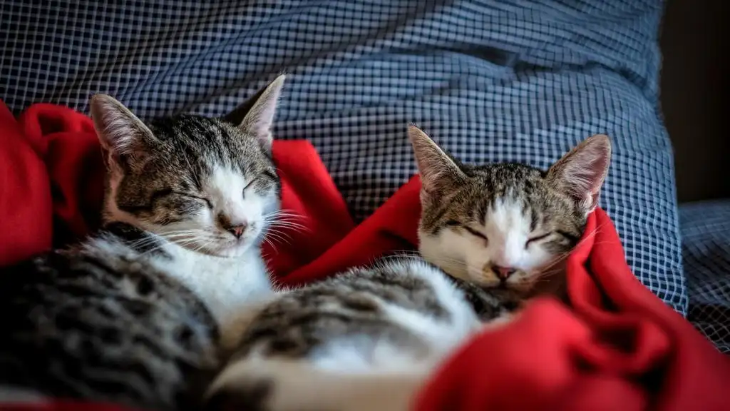 Día del Gato 2020: 10 curiosidades y cosas increíbles que hacen que amemos a estos felinos Día del gas