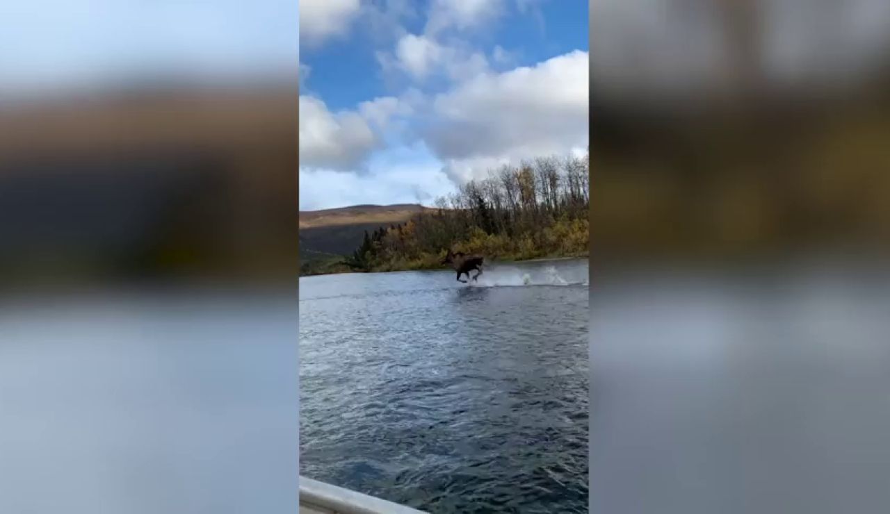 Graban a un alce corriendo sobre las aguas de un río