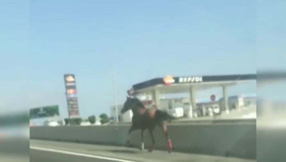 Carrera al galope de un caballo desbocado por una autopista de Gran Canaria