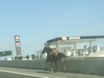 Carrera al galope de un caballo desbocado por una autopista de Gran Canaria Carrera al galope de un caballo desbocado por una autopista de Gran Canaria