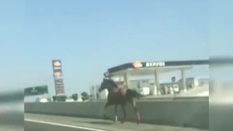 Carrera al galope de un caballo desbocado por una autopista de Gran Canaria Carrera al galope de un caballo desbocado por una autopista de Gran Canaria