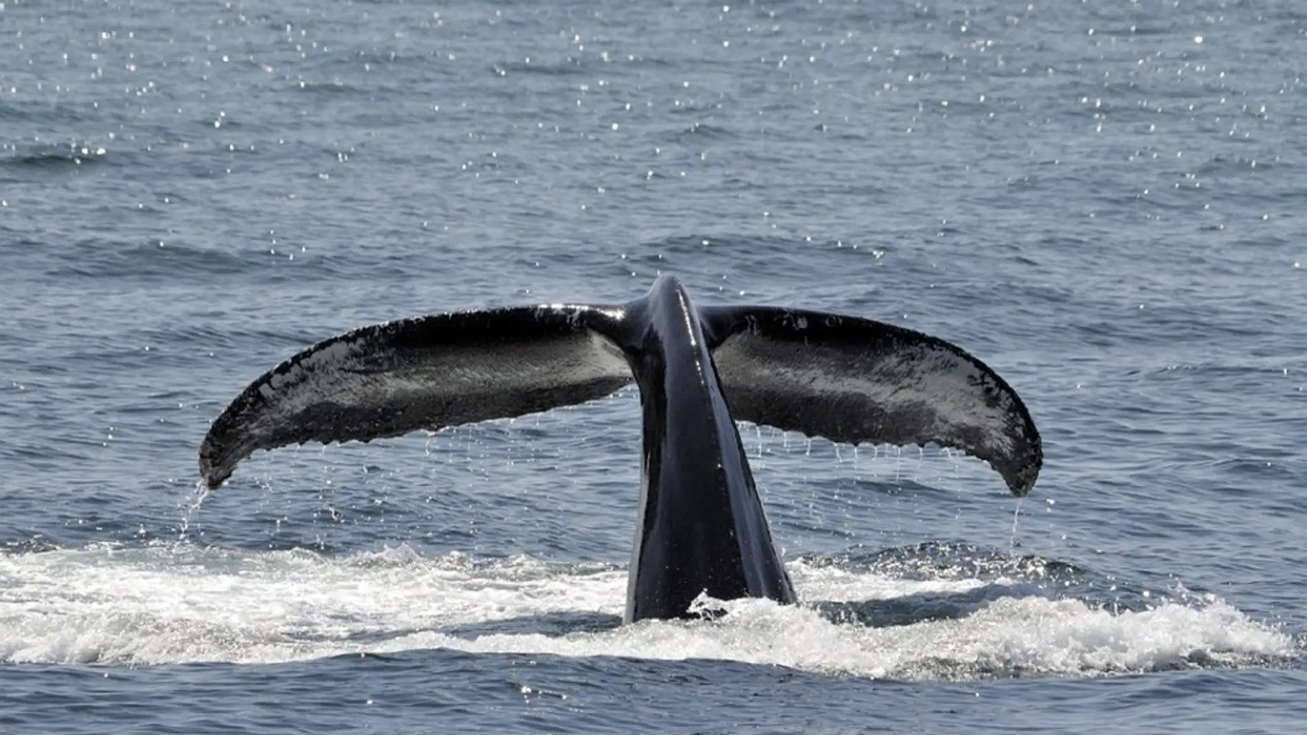 Ballenas jorobadas