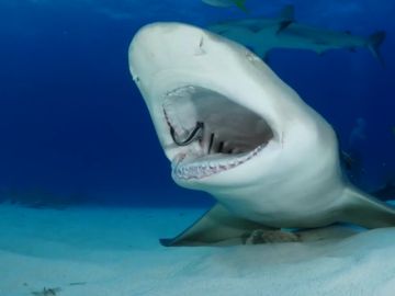 VÍDEO: Un tiburón deja que varios peces le limpien la boca