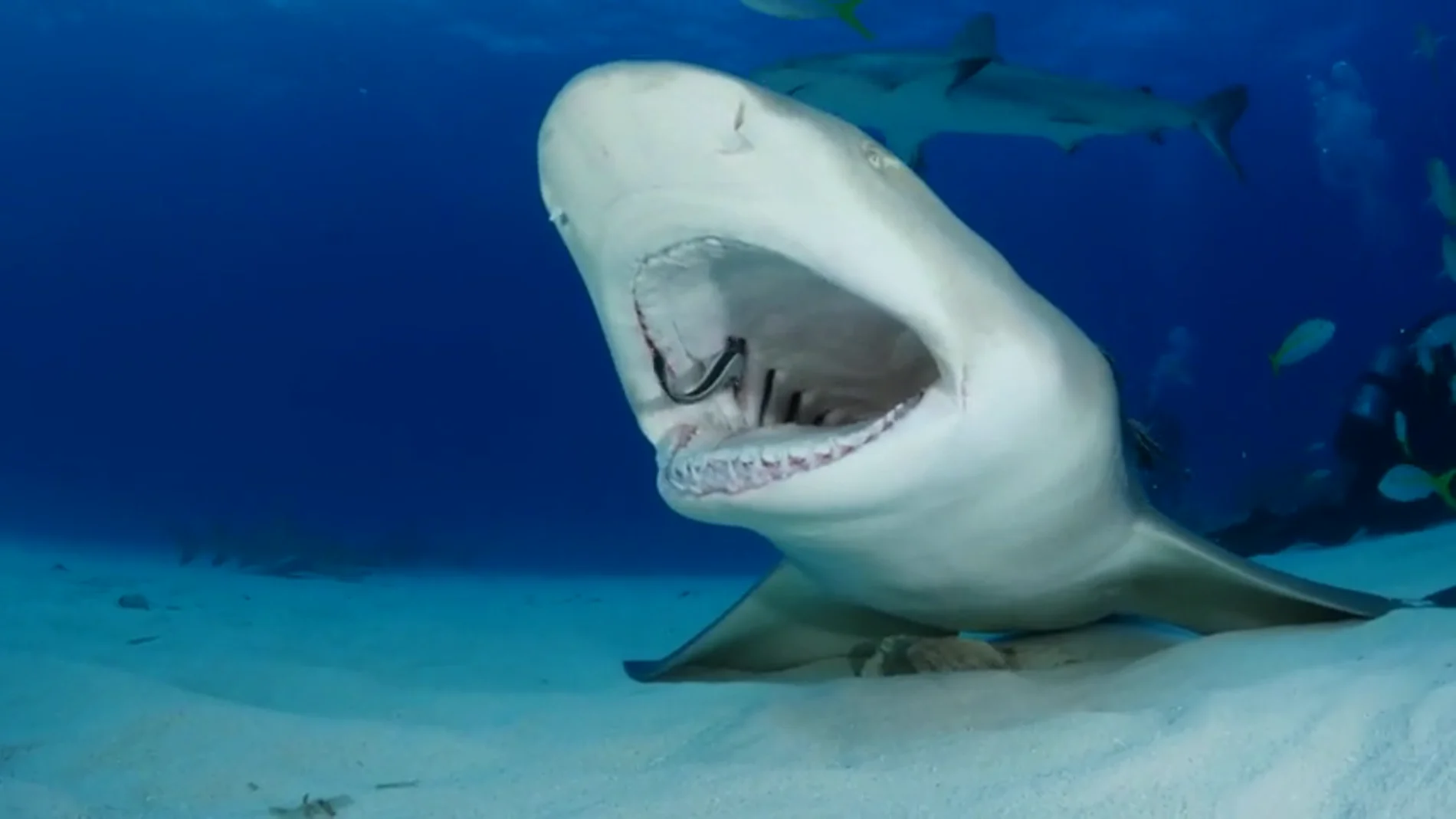 VÍDEO: Un tiburón deja que varios peces le limpien la boca VÍDEO: Un tiburón deja que varios peces le limpien la boca