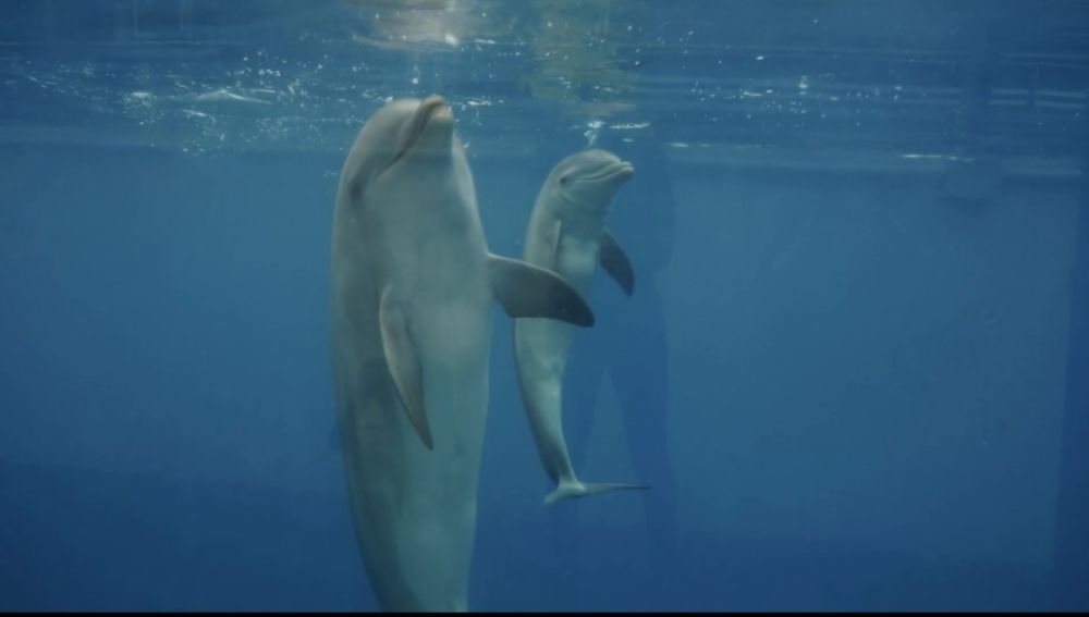 Nace un delfin durante el confinamiento en el Oceanogràfic