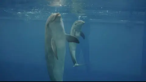 Nace un delfin durante el confinamiento en el Oceanogràfic Nace un delfin durante el confinamiento en el Oceanogràfic