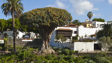 Icod de los Vinos, Santa Cruz de Tenerife Icod de los Vinos, Santa Cruz de Tenerife