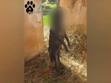Encuentran a un perro ahorcado en la viga de un cortijo en Jódar, Jaén