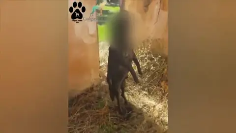 Encuentran a un perro ahorcado en la viga de un cortijo en Jódar, Jaén Encuentran a un perro ahorcado en la viga de un cortijo en Jódar, Jaén