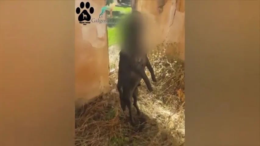 Encuentran a un perro ahorcado en la viga de un cortijo en Jódar, Jaén Encuentran a un perro ahorcado en la viga de un cortijo en Jódar, Jaén