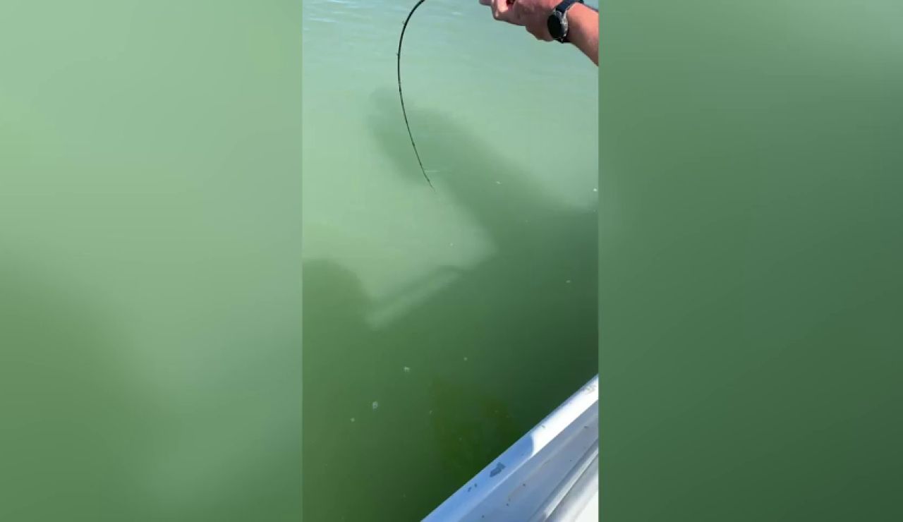 VÍDEO: Pescador accidentalmente recoge un cocodrilo gigante que se negó a soltar el hilo