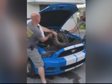 Descubre una pitón escondida en el motor de su coche