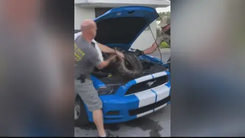 Descubre una pitón escondida en el motor de su coche Descubre una pitón escondida en el motor de su coche