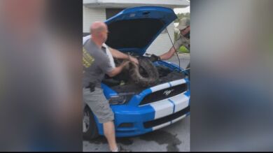 Descubre una pitón de 3 metros escondida en el motor de su coche en Florida
