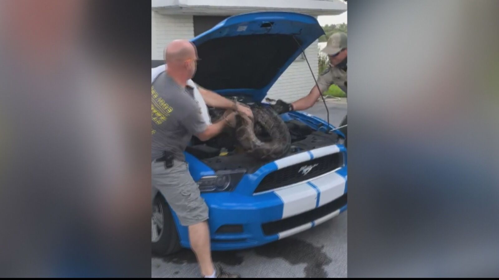 Descubre una pitón de 3 metros escondida en el motor de su coche en Florida