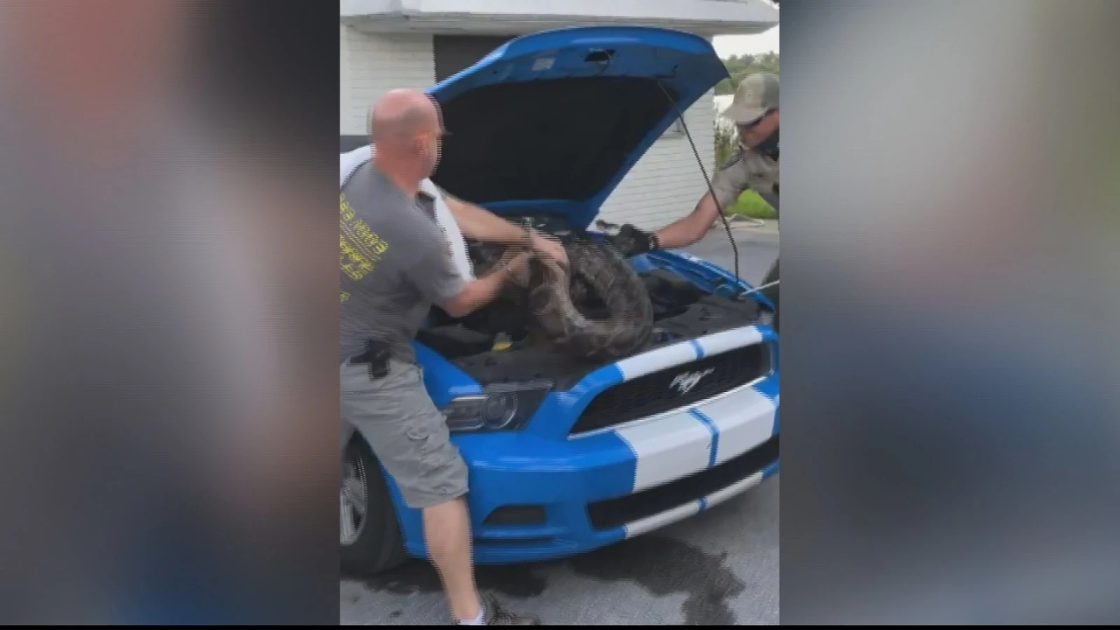 Descubre una pit&oacute;n escondida en el motor de su coche