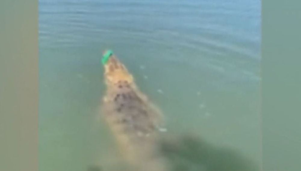 La sorpresa de un pescador al encontrarse cara a cara con un enorme cocodrilo en Australia