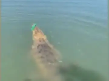 La sorpresa de un pescador al encontrarse cara a cara con un enorme cocodrilo en Australia La sorpresa de un pescador al encontrarse cara a cara con un enorme cocodrilo en Australia