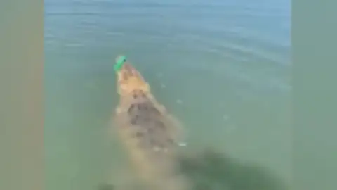 La sorpresa de un pescador al encontrarse cara a cara con un enorme cocodrilo en Australia La sorpresa de un pescador al encontrarse cara a cara con un enorme cocodrilo en Australia