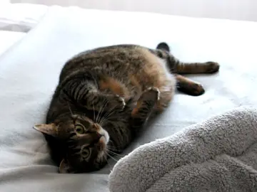 Gato Gato