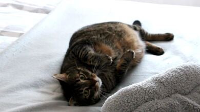 Cómo ayudar a tu gato si ha perdido el apetito
