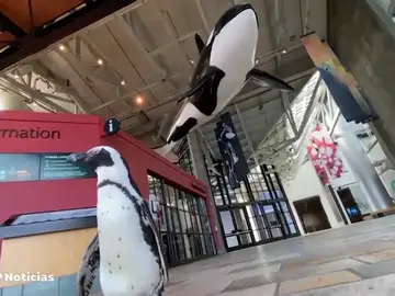 El visitante más inusual de un acuario de California mientras permanecía cerrado al público por la pandemia El visitante más inusual de un acuario de California mientras permanecía cerrado al público por la pandemia