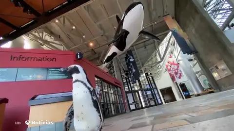 El visitante más inusual de un acuario de California mientras permanecía cerrado al público por la pandemia El visitante más inusual de un acuario de California mientras permanecía cerrado al público por la pandemia