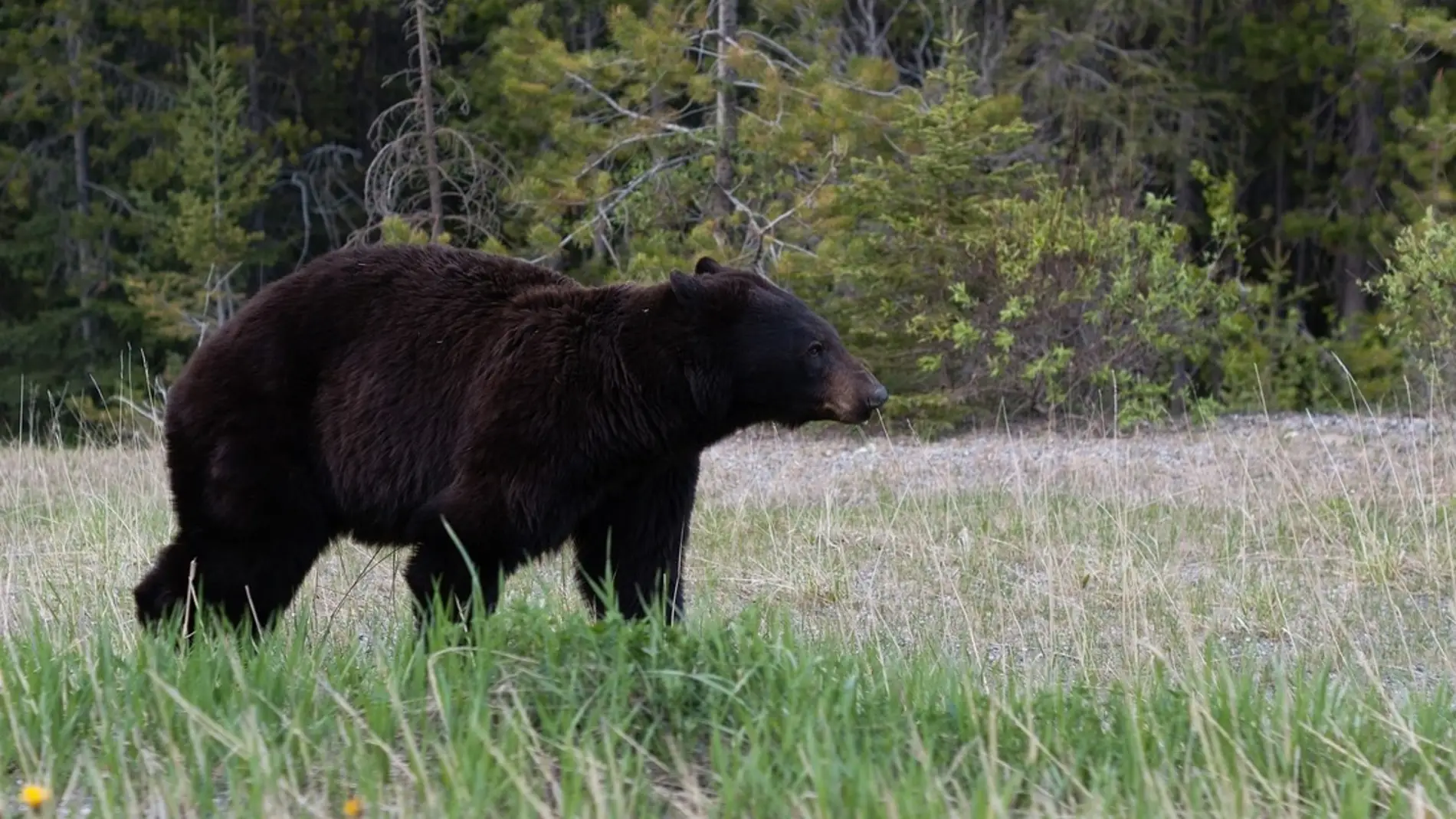 Oso negro (archivo)