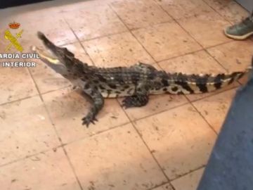 La Guardia civil se incauta de 28 reptiles