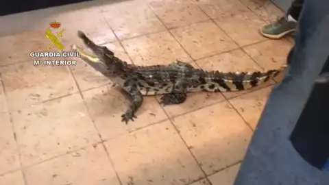 La Guardia civil se incauta de 28 reptiles Especies protegidas